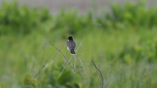Eastern Kingbird - ML637439240