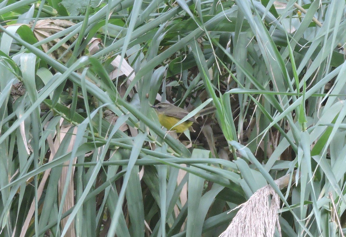 Golden-crowned Warbler - ML637439245