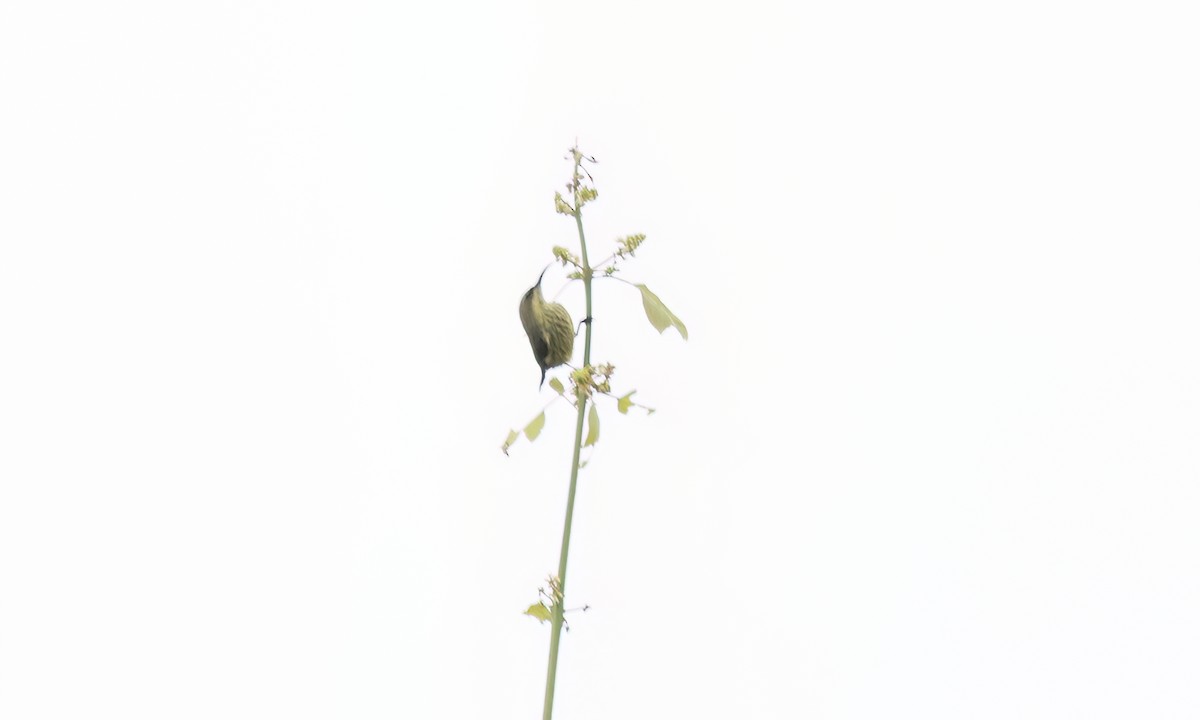Amethyst Sunbird - ML637439263