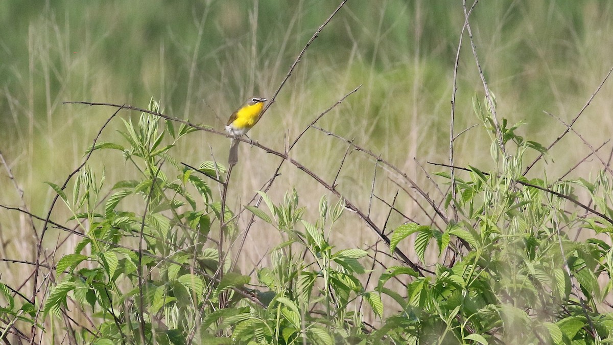 Yellow-breasted Chat - ML637439310