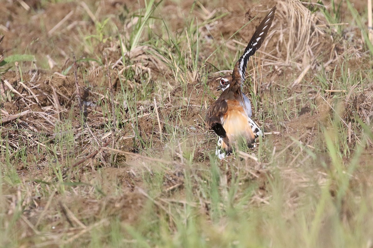 Killdeer - ML637439319
