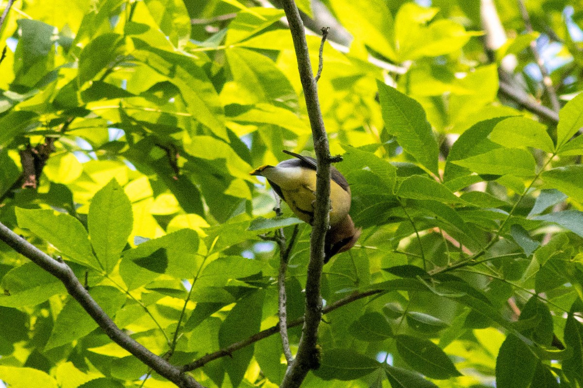 Cedar Waxwing - ML637439330