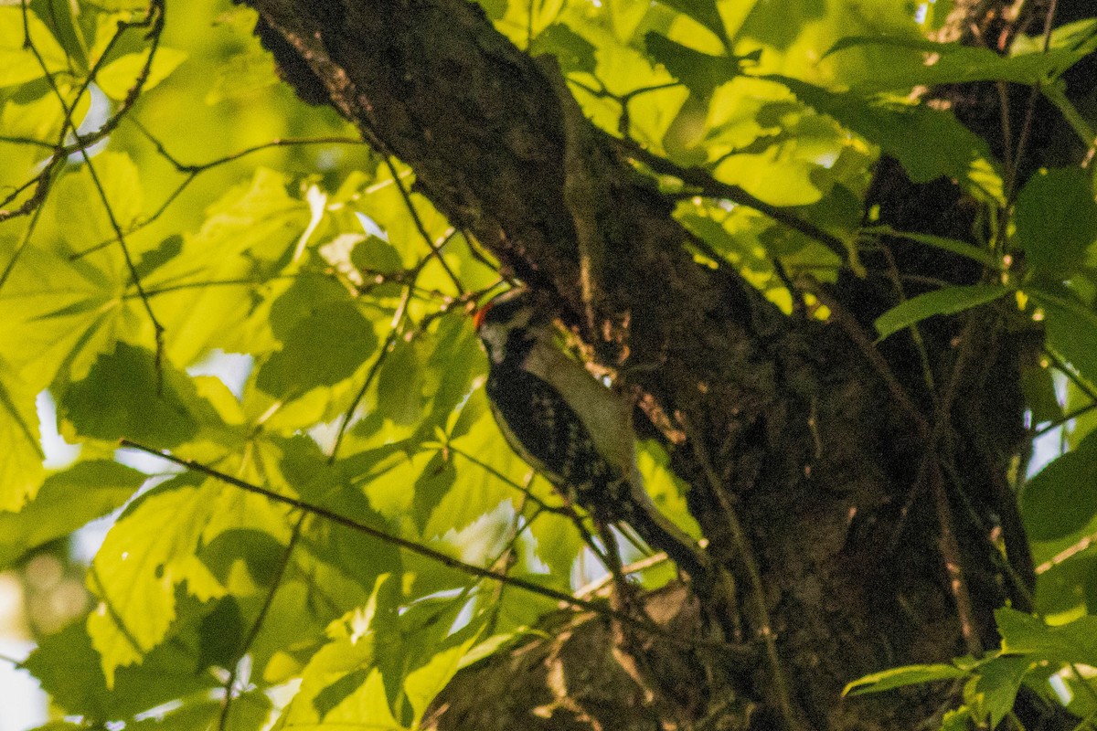 Downy Woodpecker - ML637439334