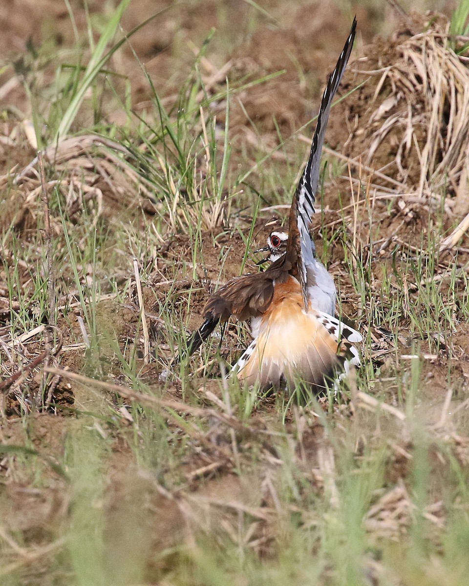 Killdeer - ML637439335