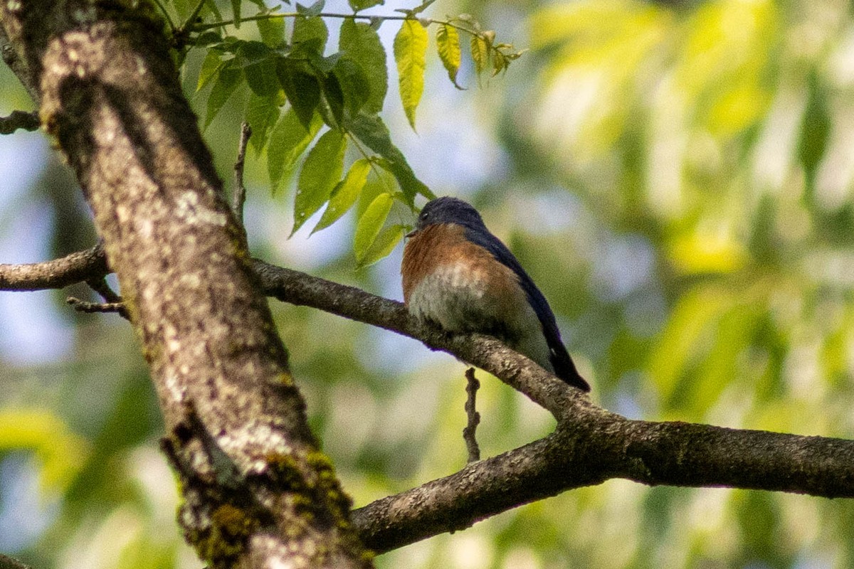 Eastern Bluebird - ML637439340