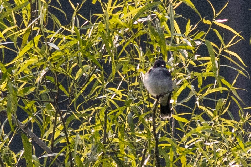 Eastern Kingbird - ML637439354
