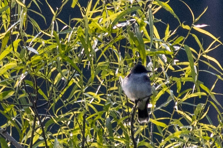 Eastern Kingbird - ML637439355