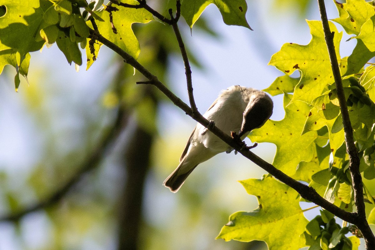 Red-eyed Vireo - ML637439360