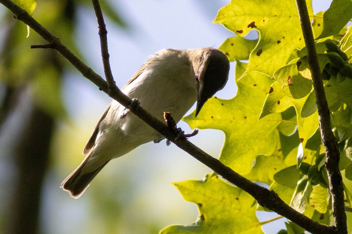Red-eyed Vireo - ML637439361