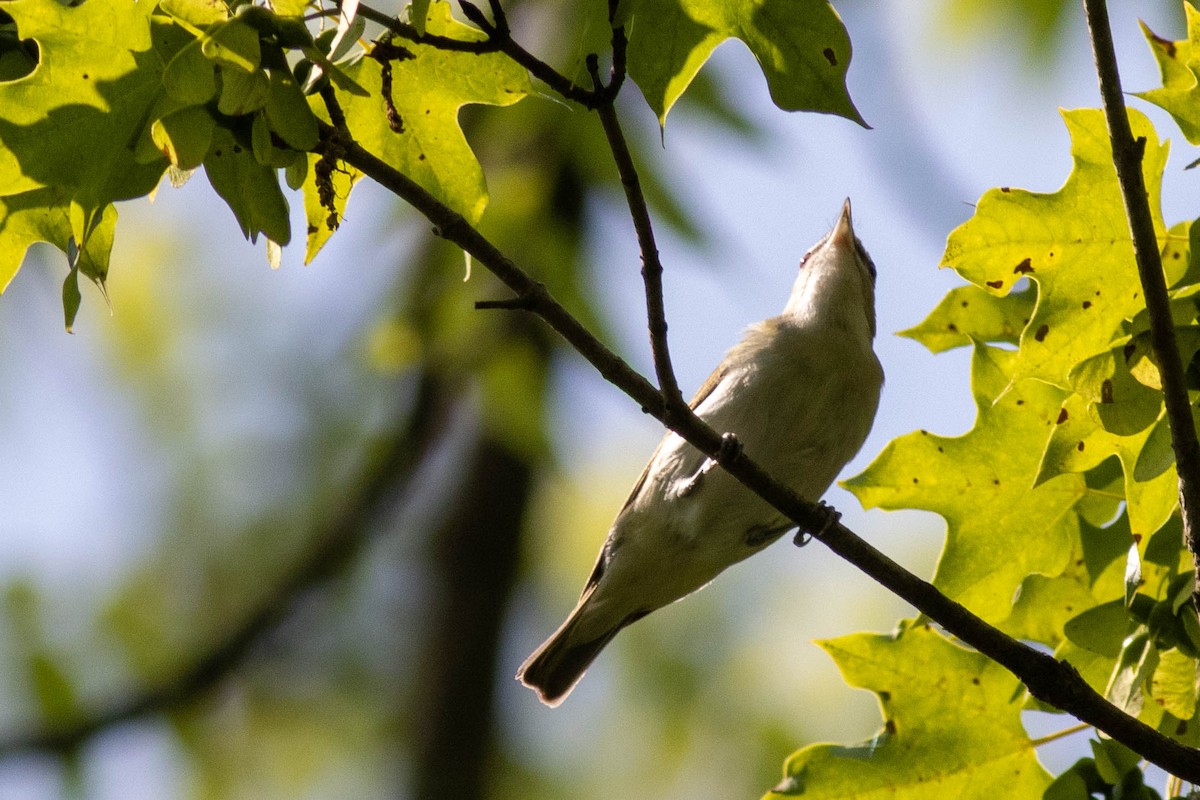 Red-eyed Vireo - ML637439362