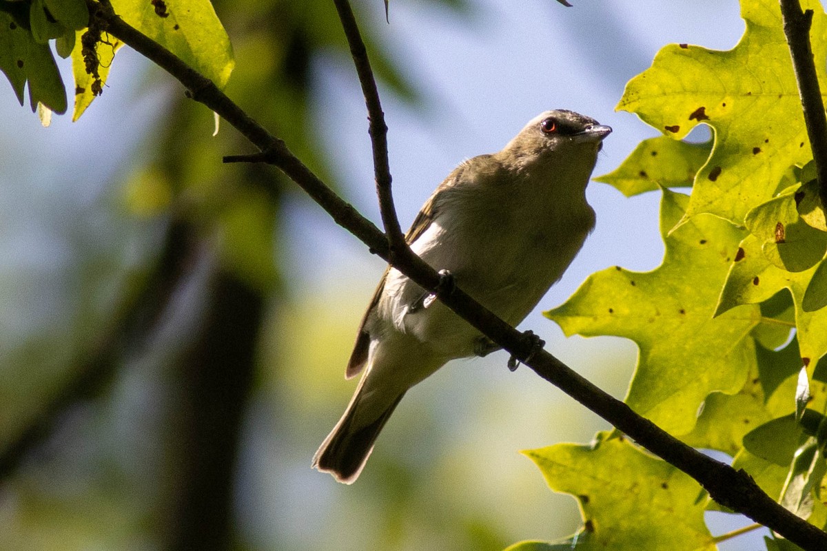 Red-eyed Vireo - ML637439363