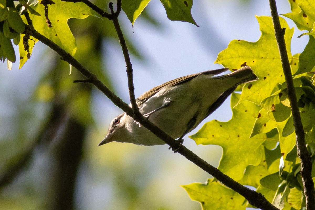 Red-eyed Vireo - ML637439364