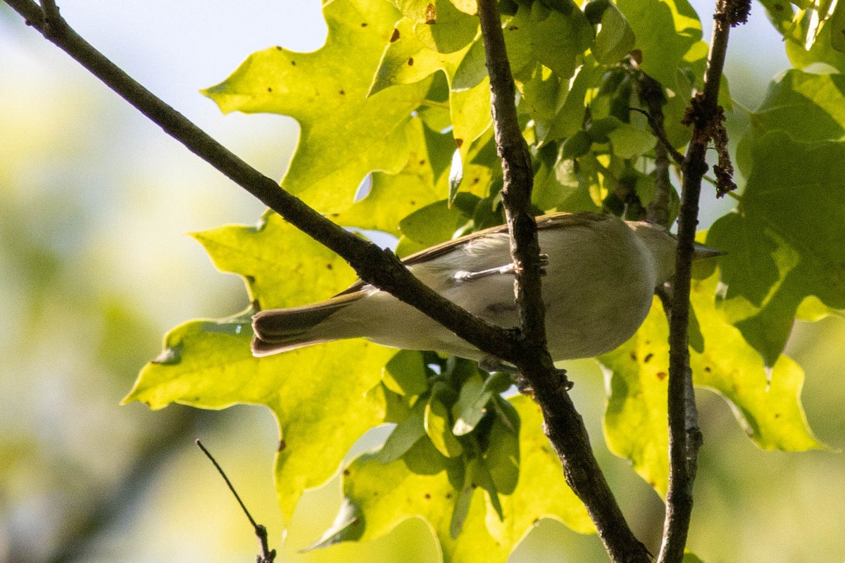 Red-eyed Vireo - ML637439365