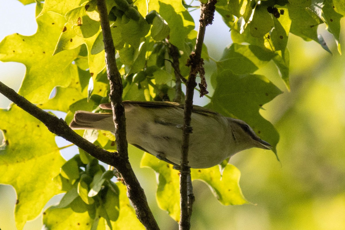 Red-eyed Vireo - ML637439366