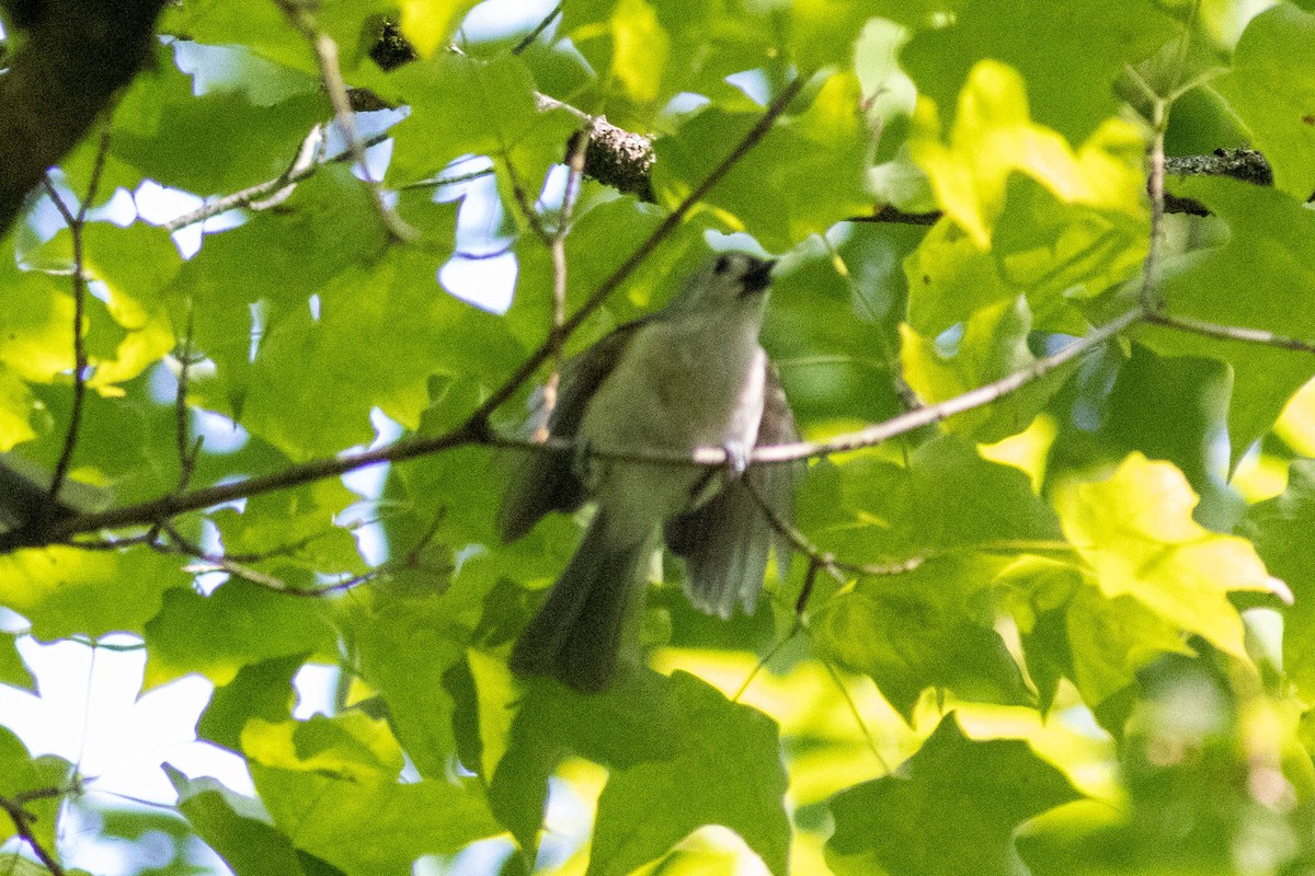 Tufted Titmouse - ML637439370
