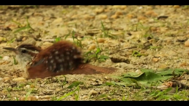 チャバラマユミソサザイ - ML637439379