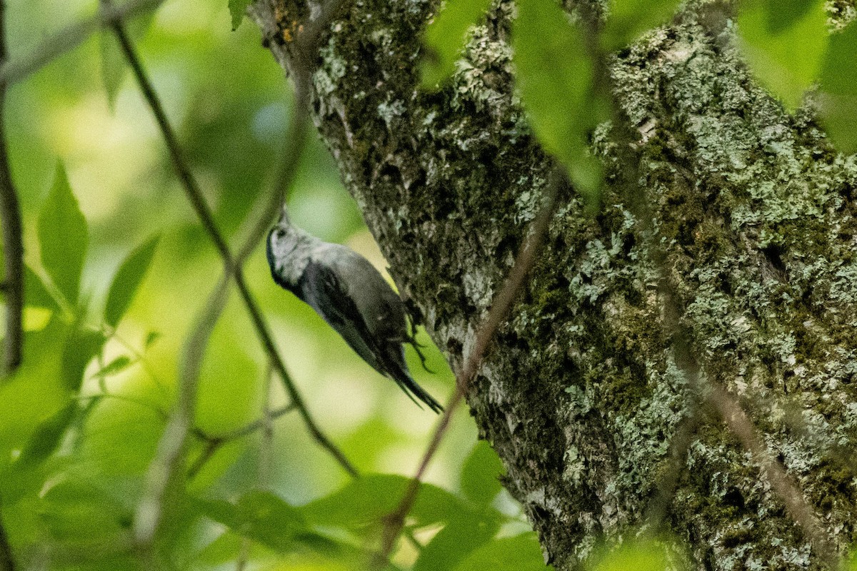 White-breasted Nuthatch - ML637439380