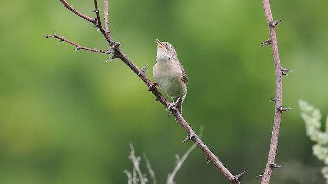 Northern House Wren - ML637439386