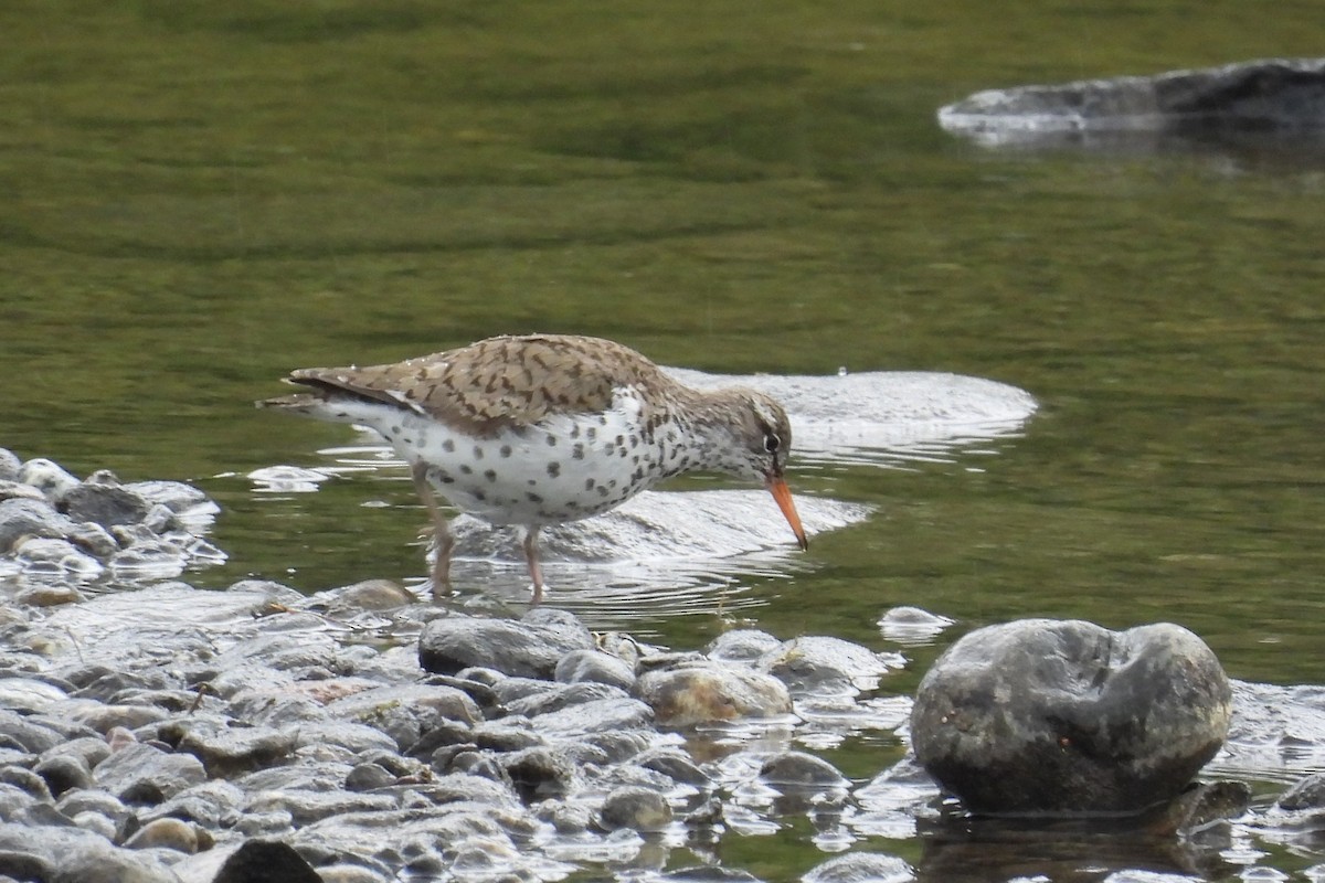 Spotted Sandpiper - ML637439394