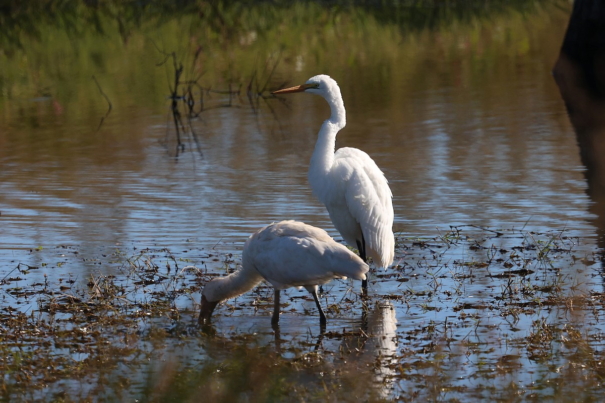 オーストラリアヘラサギ - ML637439398