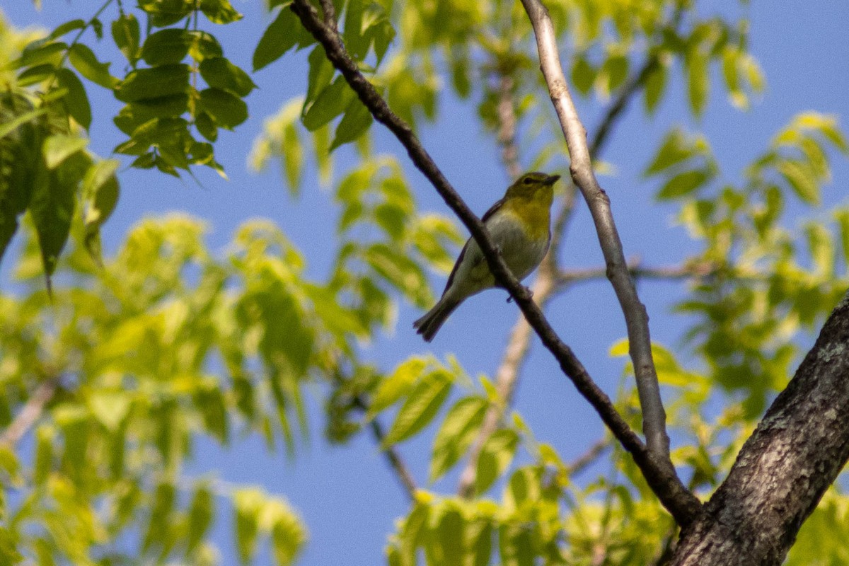 Yellow-throated Vireo - ML637439399