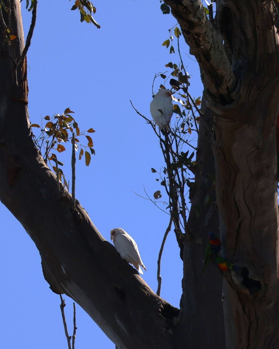 テンジクバタン - ML637439408