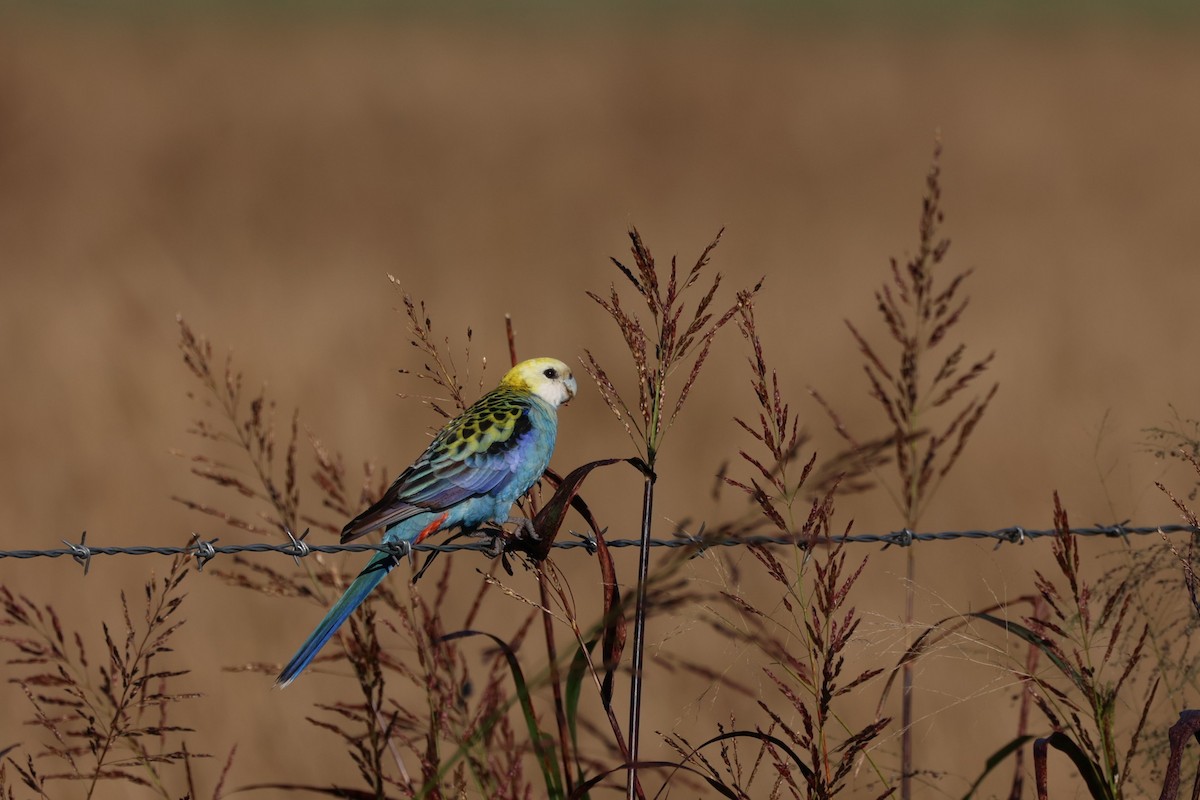 ホオアオサメクサインコ - ML637439419