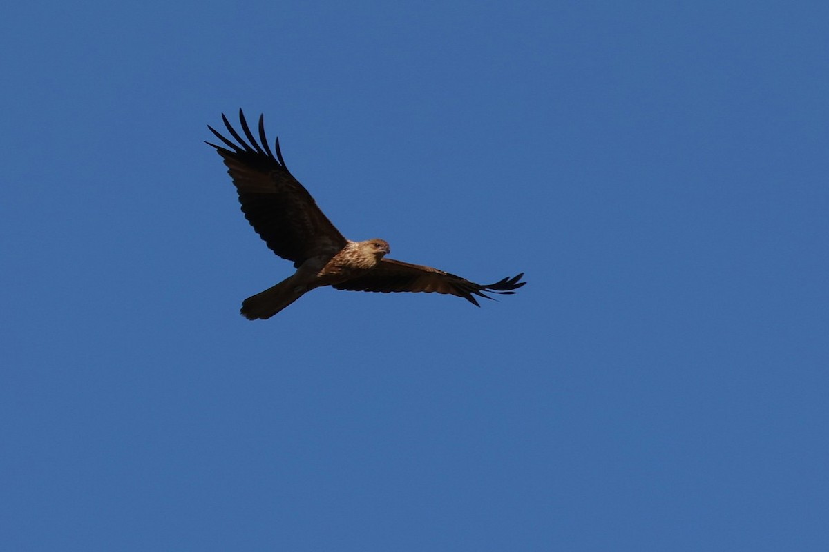 フエフキトビ - ML637439424