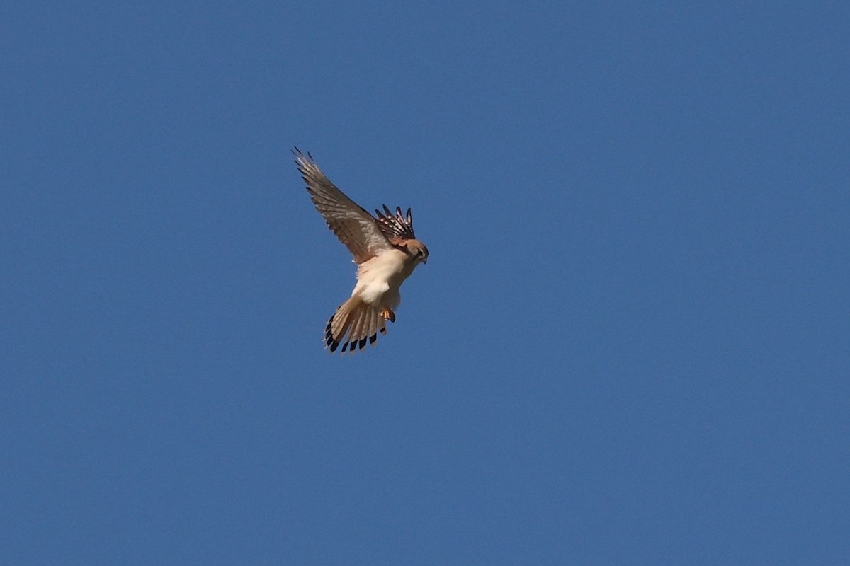 オーストラリアチョウゲンボウ - ML637439434