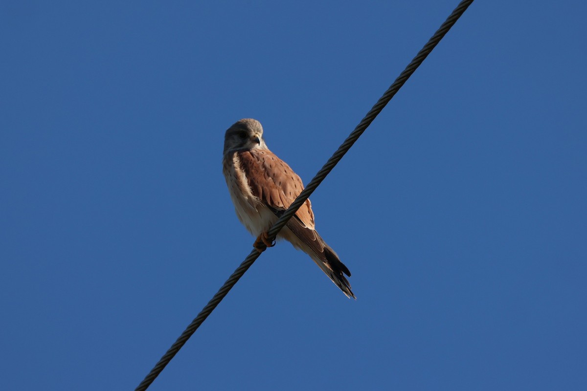 オーストラリアチョウゲンボウ - ML637439435