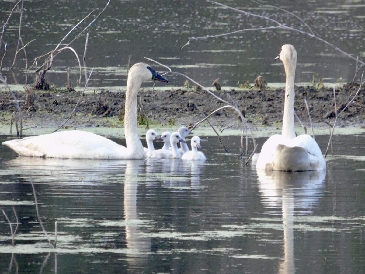 Trumpeter Swan - ML637439449