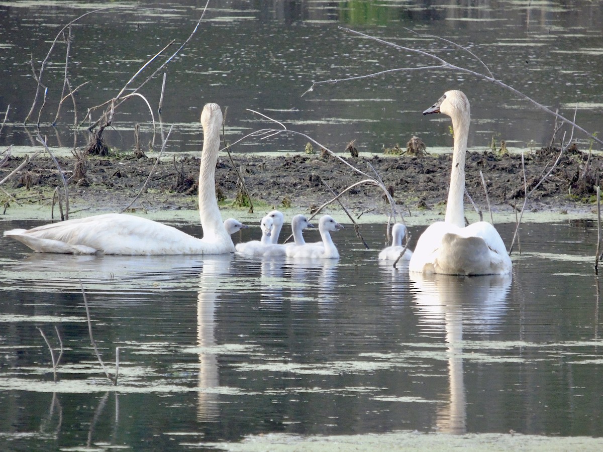 Trumpeter Swan - ML637439450