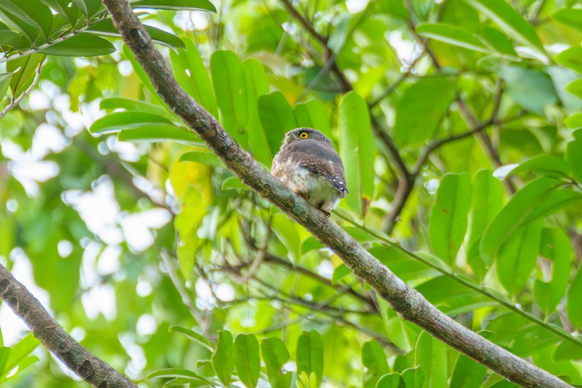 Amazonian Pygmy-Owl - ML637439569