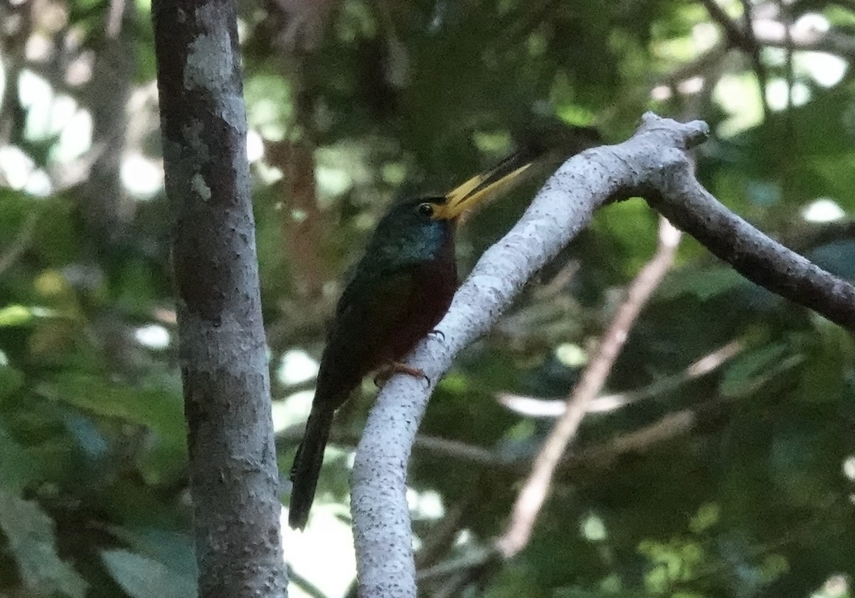Blue-cheeked Jacamar - ML637439673