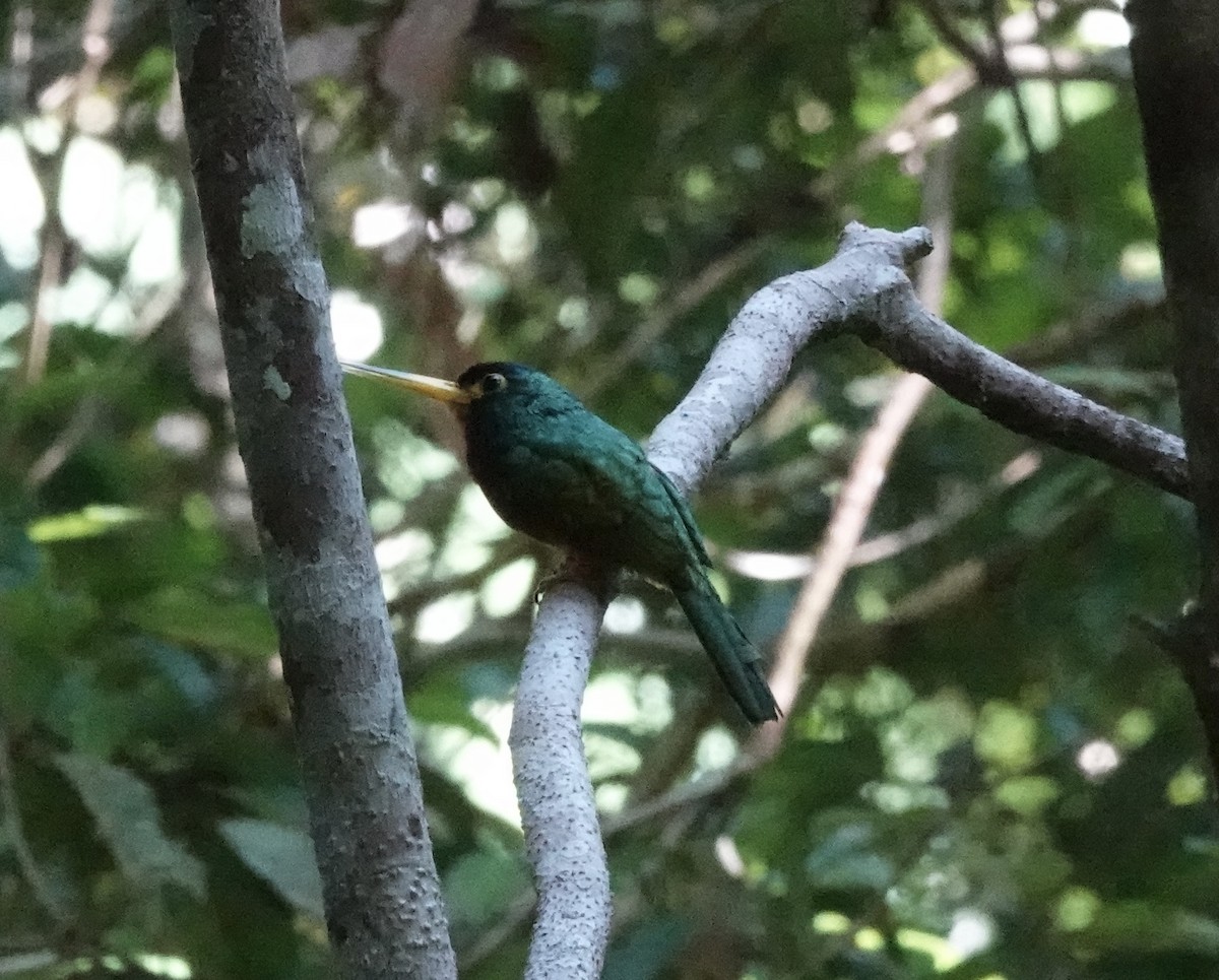 Blue-cheeked Jacamar - ML637439674