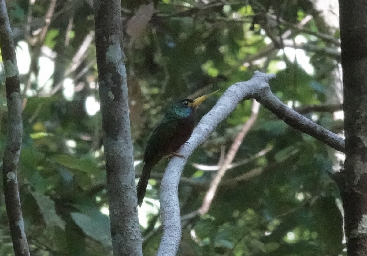 Blue-cheeked Jacamar - ML637439676
