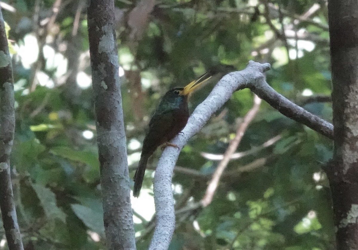 Blue-cheeked Jacamar - ML637439677