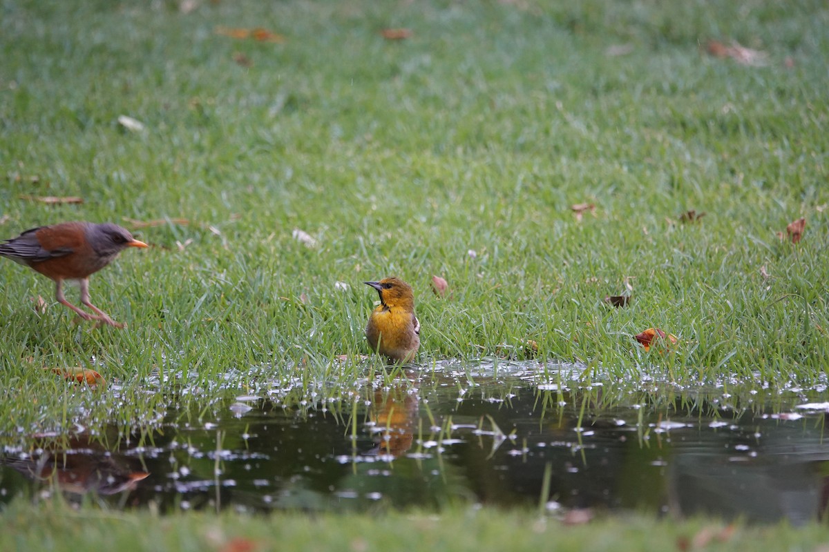 Black-backed Oriole - ML637439707
