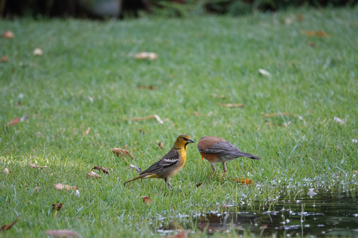 Black-backed Oriole - ML637439717