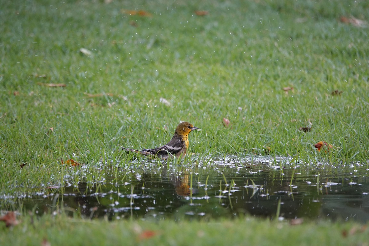 Black-backed Oriole - ML637439724