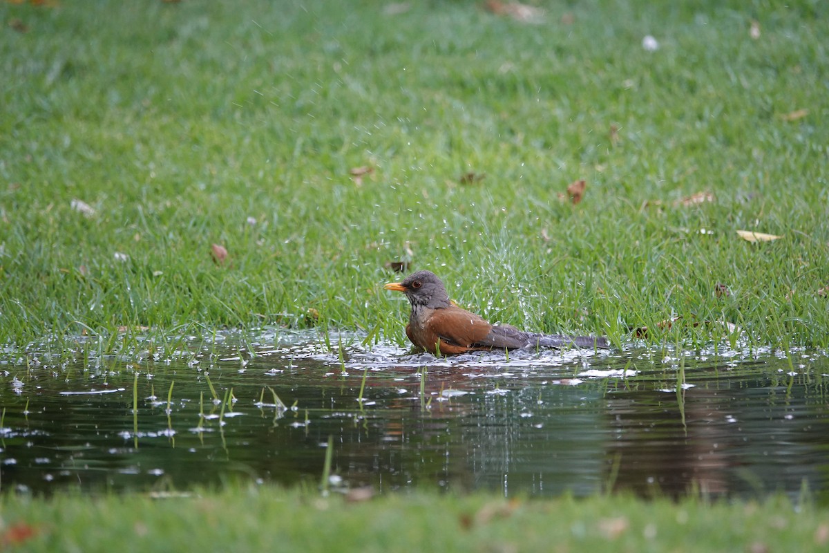 Rufous-backed Robin - ML637439811
