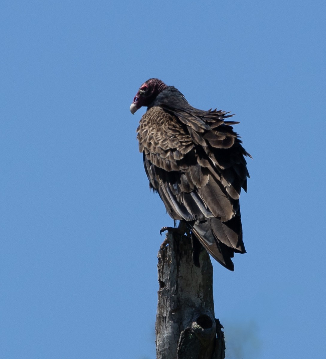 Turkey Vulture - ML637439824