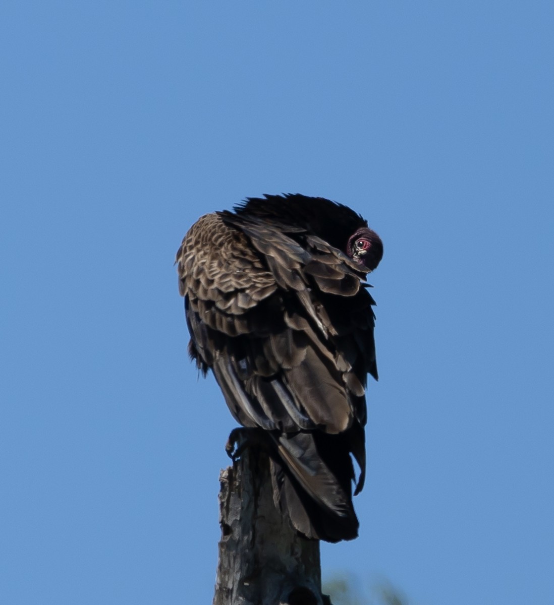 Turkey Vulture - ML637439825