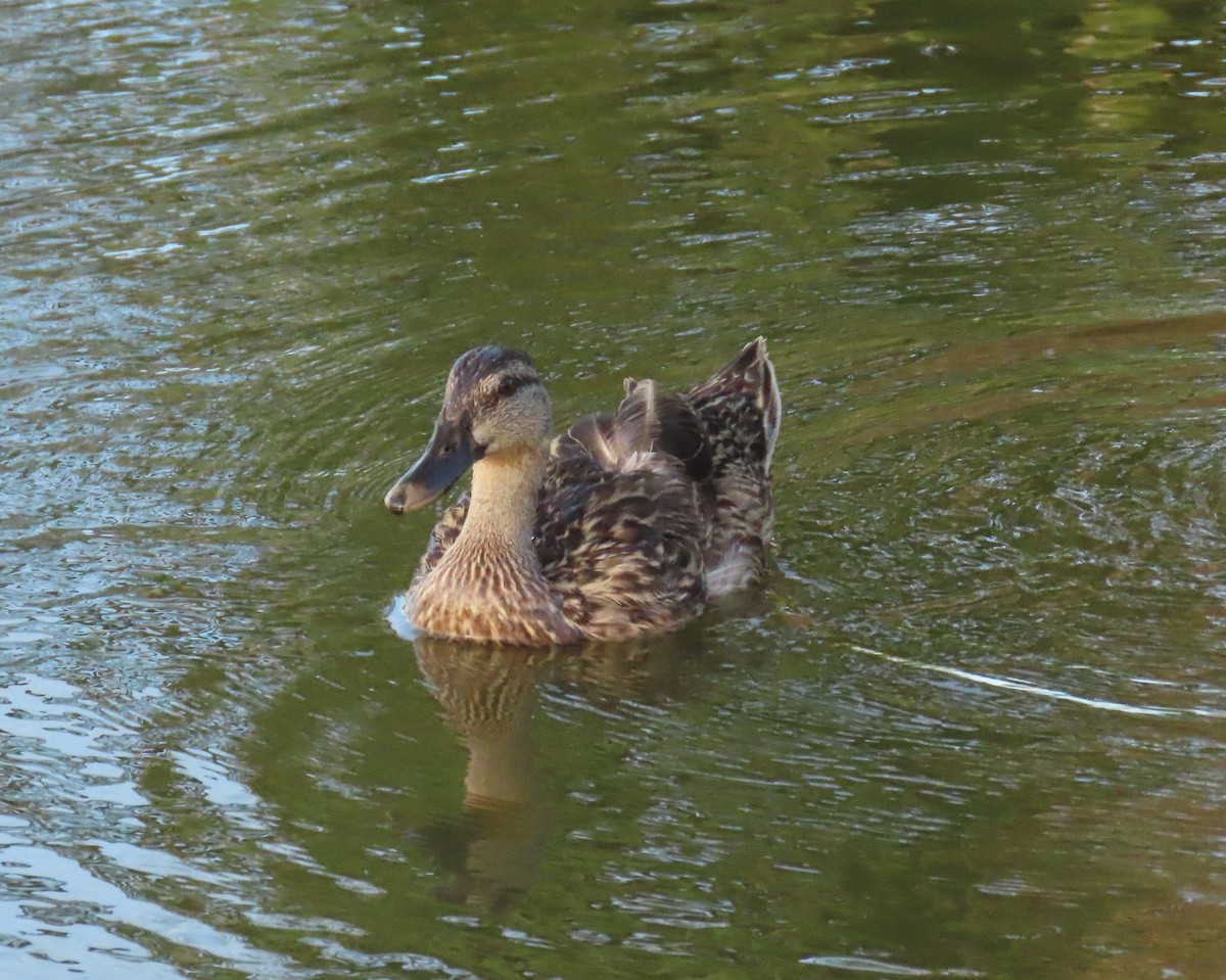 Mallard x Mottled Duck (hybrid) - ML637439830