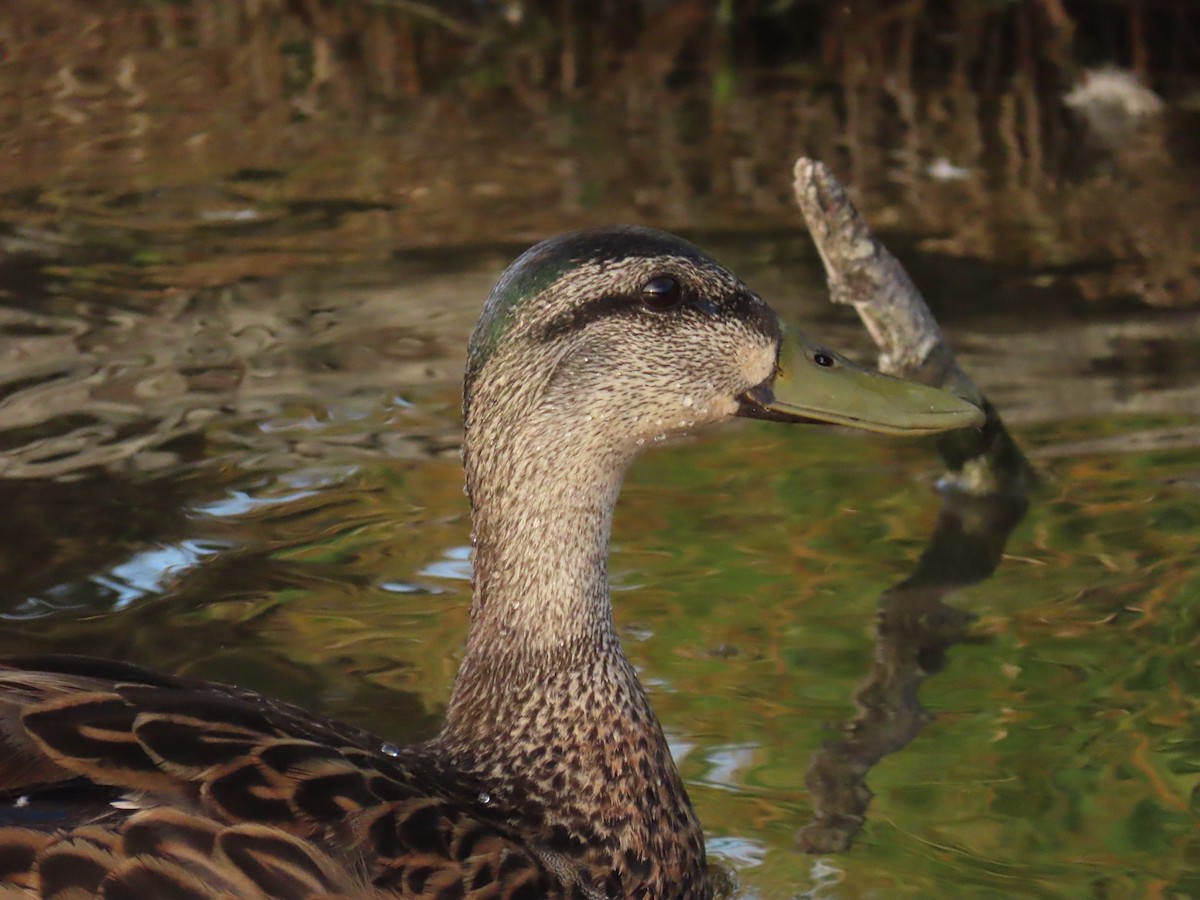 Mallard x Mottled Duck (hybrid) - ML637439831