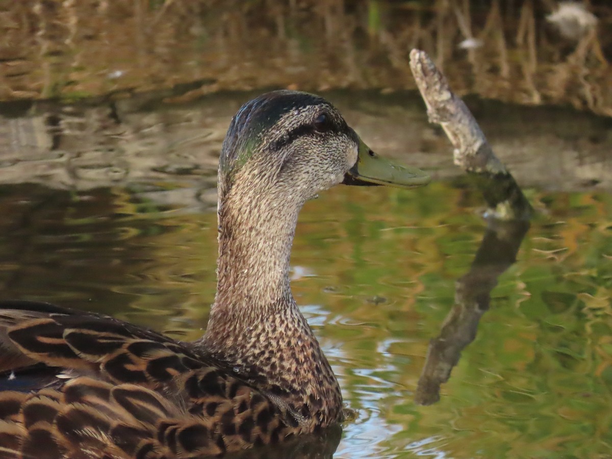 Mallard x Mottled Duck (hybrid) - ML637439832