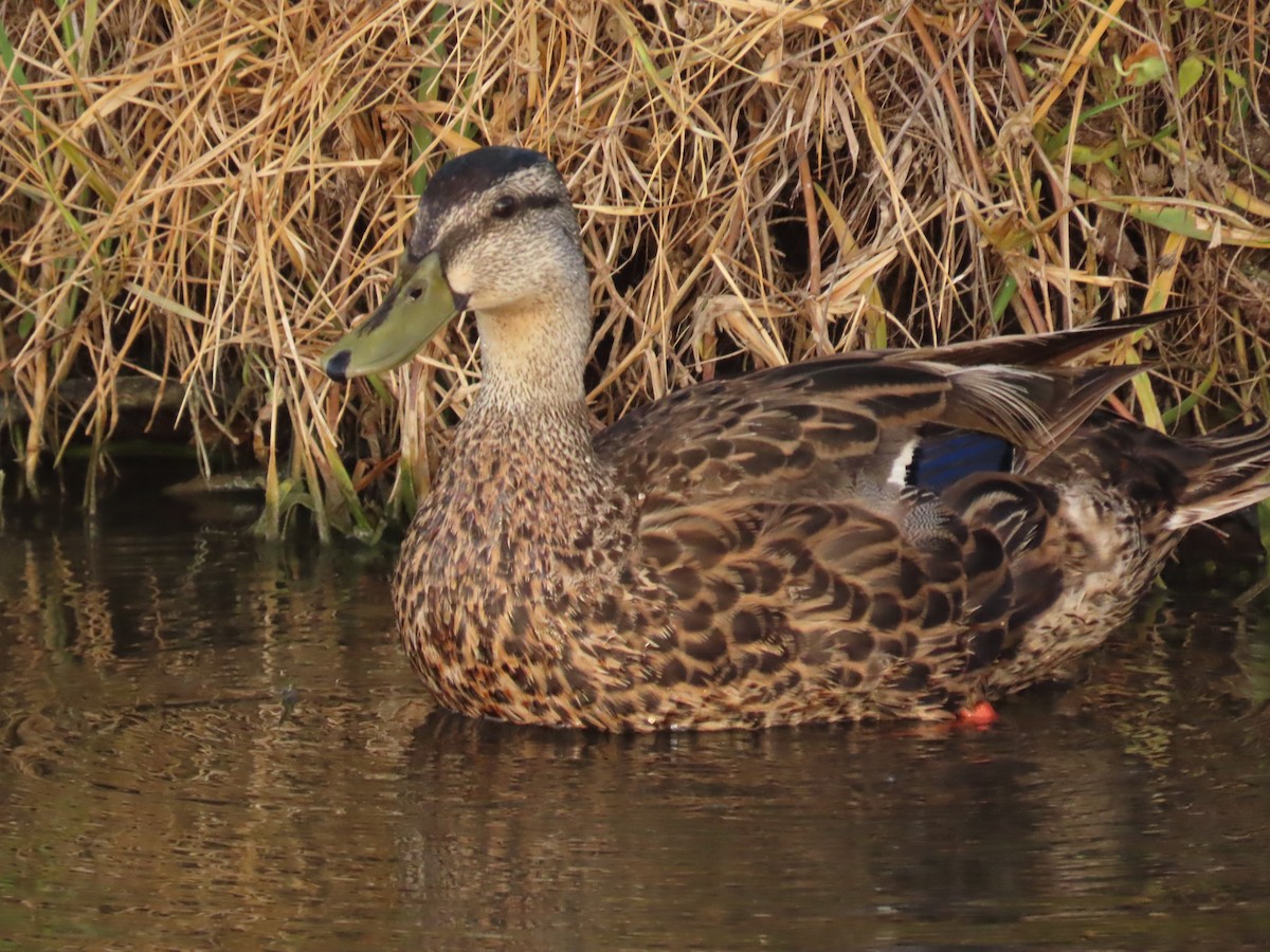 Mallard x Mottled Duck (hybrid) - ML637439834