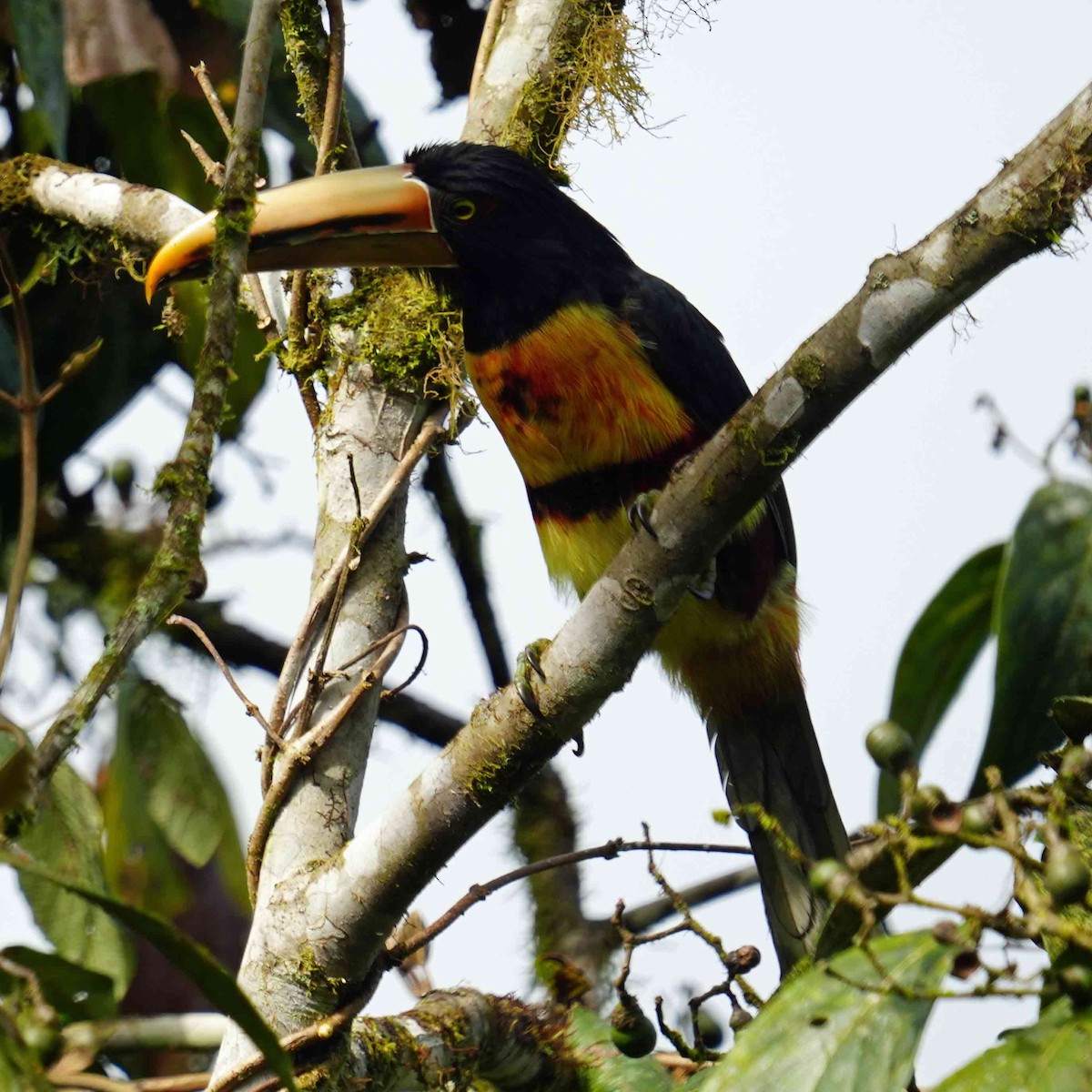 Collared Aracari - ML637439847