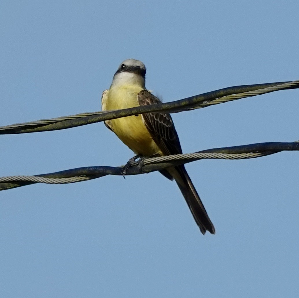 White-throated Kingbird - ML637439918