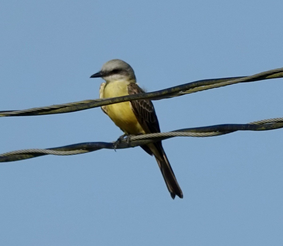 White-throated Kingbird - ML637439919